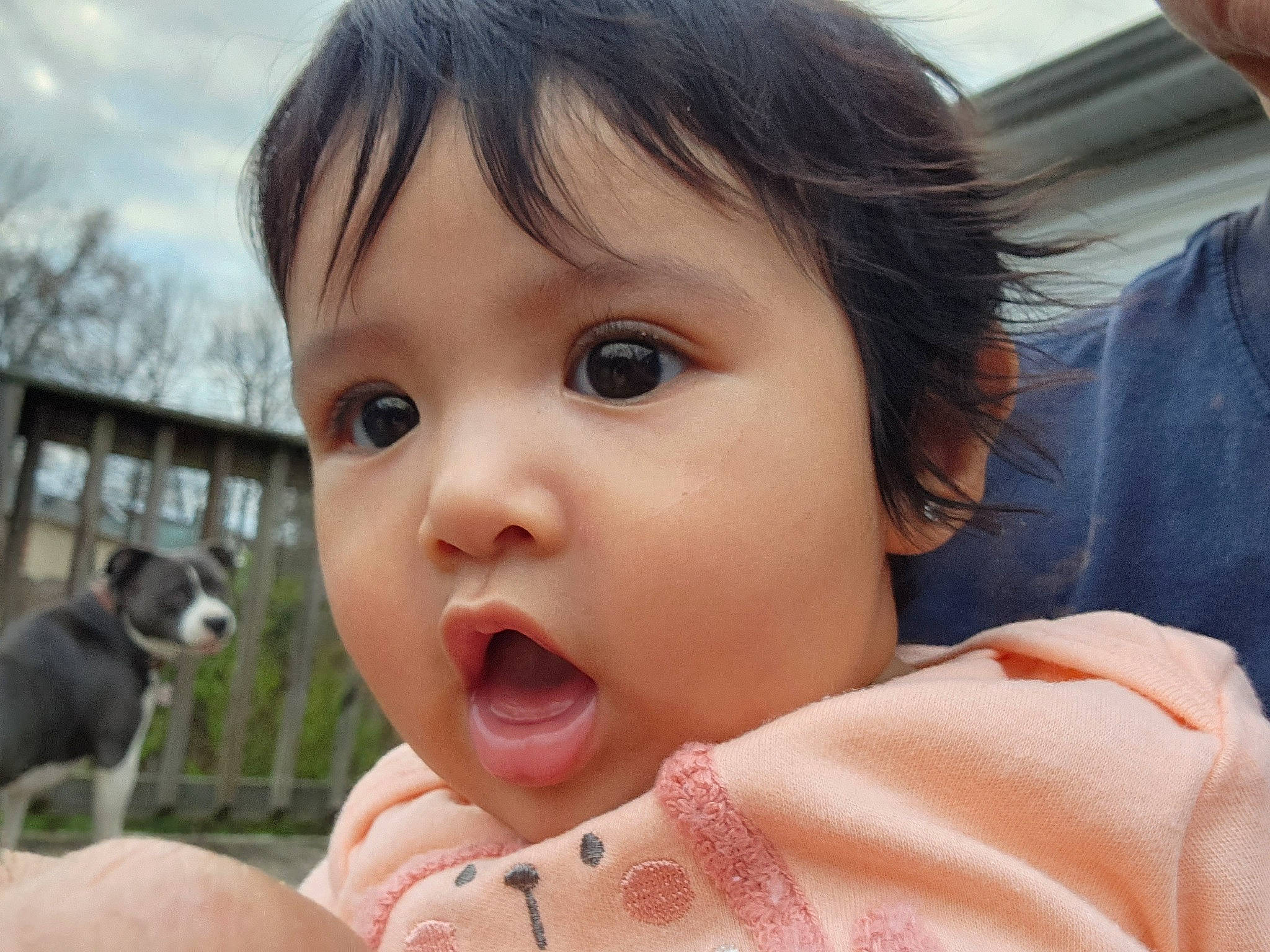 Sophia is registered to the contest to win money with this photo: baby, baby_toddler_clothing, carnivore, cheek, child, companion_dog, dog_breed, eyelash, fun, gesture, grass, happy, nose, person, skin, smile, sporting_group, surprise, thumb, toddler