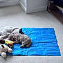 Willow joined the competition — help win amazing prizes! dog, small_dog, blue_mat, blanket, plush_toy, carpet, living_room, floor, cozy, pet, fur, toy, resting, indoor, home, comfort, corner, knit_blanket, wooden_furniture, television