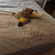 Willow is registered to the contest to win money with this photo: dog, small_dog, blanket, bed, toy, plush, pillow, fur, pet, indoor, cozy, resting, cute, animal, sleeping_area, fabric, soft, home, carpet, comfort