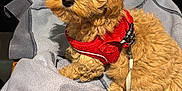 Willow is registered to the contest to win money with this photo: puppy, dog, red_harness, curly_fur, brown_fur, chair, blanket, indoor, pet, cute, leash, wooden_chair, cozy, small_dog, domestic_animal, fur, animal, companion, sitting, adorable