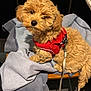 puppy, dog, red_harness, curly_fur, brown_fur, chair, blanket, indoor, pet, cute, leash, wooden_chair, cozy, small_dog, domestic_animal, fur, animal, companion, sitting, adorable
