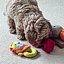 Willow is registered to the contest to win money with this photo: dog, toy, plush_toy, carpet, indoor, curly_fur, brown_dog, pet, animal, playful, red_toy, yellow_toy, lion_toy, floor, cute, domestic_animal, furry, pet_toys, close_up, soft_texture