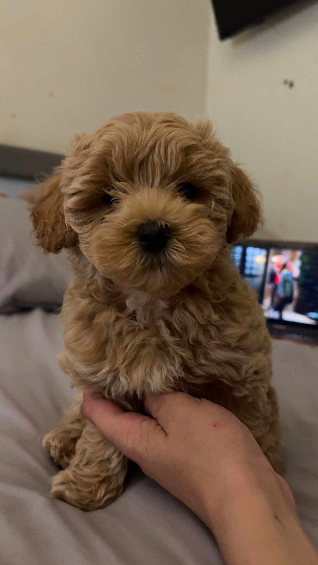 Willow