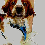 Samy a rejoint le concours — aidez-le/la à gagner de superbes lots ! dog, pet, indoor, brown_and_white, harness, close_up, floor, door, tile_floor, canine, animal, portrait, fur, ears, snout, teeth, expression, domestic, companion, sitting