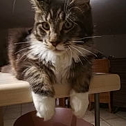 Oscar participe au concours pour gagner de l'argent avec cette photo : aegean_cat, cat, cat_like_mammal, domestic_long_haired_cat, domestic_short_haired_cat, european_shorthair, fauna, fur, kitten, maine_coon, norwegian_forest_cat, small_to_medium_sized_cats, snout, whiskers