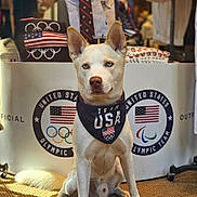 Logan Invictus is registered to the contest to win money with this photo: apparel, bandana, canine, carpet, clothing_display, dog, flag, indoor, mannequin, olympic, paralympic, patriotic, pet, portrait, sitting, sport, store, team_usa, usa_flag, white_dog