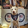 apparel, bandana, canine, carpet, clothing_display, dog, flag, indoor, mannequin, olympic, paralympic, patriotic, pet, portrait, sitting, sport, store, team_usa, usa_flag, white_dog