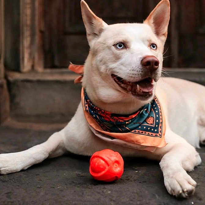 Logan Invictus joined the competition — help win amazing prizes! animal, bandana, blue_eyes, canine, dog, domestic_animal, door, floor, happy, laying_down, looking_away, mammal, orange_ball, outdoor, pet, playful, portrait, resting, stone, toy