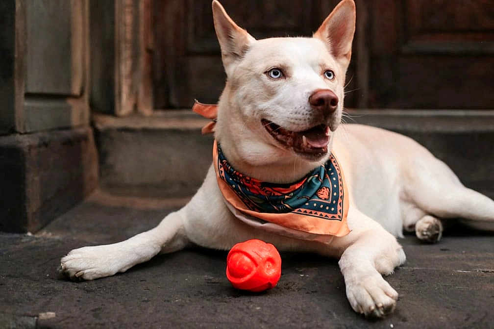 Logan Invictus joined the competition — help win amazing prizes! animal, bandana, blue_eyes, canine, dog, domestic_animal, door, floor, happy, laying_down, looking_away, mammal, orange_ball, outdoor, pet, playful, portrait, resting, stone, toy