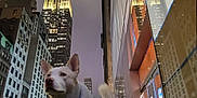 Logan Invictus is registered to the contest to win money with this photo: Empire_State_Building, animal, architecture, boots, building, canine, city, dog, jacket, light, night, outdoor, pavement, pet, reflection, sidewalk, skyscraper, street, urban