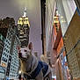 Empire_State_Building, animal, architecture, boots, building, canine, city, dog, jacket, light, night, outdoor, pavement, pet, reflection, sidewalk, skyscraper, street, urban