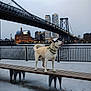 Logan Invictus joined the competition — help win amazing prizes! animal, architecture, bench, bridge, building, cap, cityscape, dog, evening, light, outdoor, pet, railing, river, sidewalk, sky, street_lamp, twilight, urban_skyline, waterfront