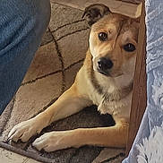 Pnut is registered to the contest to win money with this photo: animal, beige, brown, canine, carpet, companion, curious, dog, domestic, floor, furniture, household, indoor, jeans, laying_down, partial_view, paw, pet, relaxed, resting