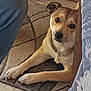 animal, beige, brown, canine, carpet, companion, curious, dog, domestic, floor, furniture, household, indoor, jeans, laying_down, partial_view, paw, pet, relaxed, resting