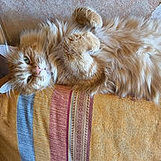 Abricot participe au concours pour gagner de l'argent avec cette photo : cat, orange_cat, fluffy, lying_down, relaxed, paws, blanket, striped, indoor, pet, fur, whiskers, cute, animal, sleepy, cozy, resting, closeup, feline, domestic_cat