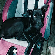 Sadie joined the competition — help win amazing prizes! dog, puppy, black_dog, car_seat, child_car_seat, seat_buckle, wooden_deck, night_photo, flash_reflection, pet, animal, ears, paws, sitting, close_up, portrait, chewed_foam, outdoor, gaze, furniture