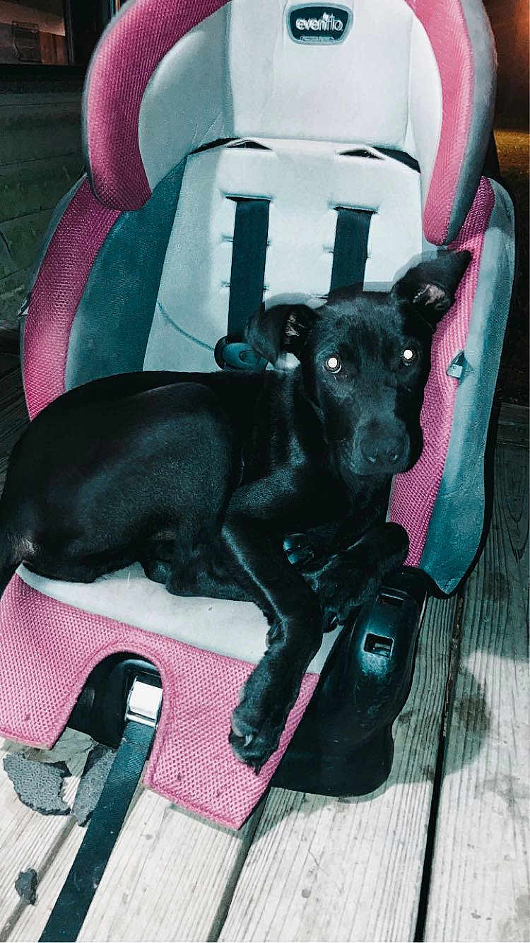 Sadie joined the competition — help win amazing prizes! dog, puppy, black_dog, car_seat, child_car_seat, seat_buckle, wooden_deck, night_photo, flash_reflection, pet, animal, ears, paws, sitting, close_up, portrait, chewed_foam, outdoor, gaze, furniture