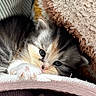 kitten, cat, paw, fur, blanket, cozy, cute, pet, animal, sleeping, closeup, soft, indoor, whiskers, face, young, resting, adorable, feline, comfort