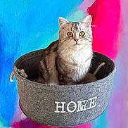 Nala a rejoint le concours — aidez-le/la à gagner de superbes lots ! cat, gray_cat, basket, home, cute, pet, animal, feline, fur, yellow_eyes, indoor, colorful_background, abstract_art, cozy, soft_texture, portrait, sitting, domestic_animal, closeup, cute_pet