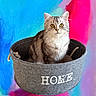 cat, gray_cat, basket, home, cute, pet, animal, feline, fur, yellow_eyes, indoor, colorful_background, abstract_art, cozy, soft_texture, portrait, sitting, domestic_animal, closeup, cute_pet