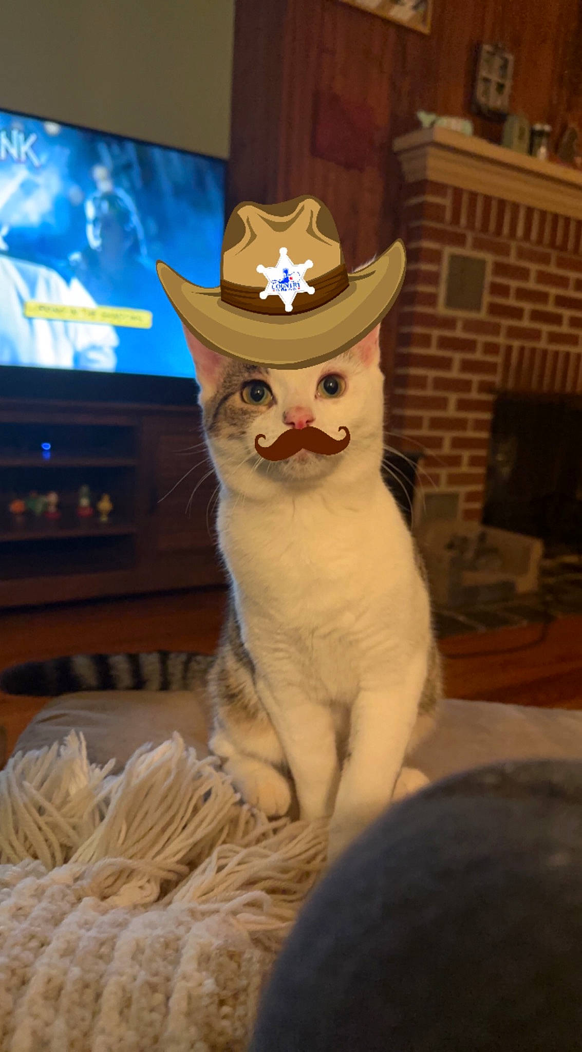 Bodie joined the competition — help win amazing prizes! art, carnivore, cat, costume, costume_hat, domestic_short_haired_cat, fawn, felidae, fictional_character, fur, hat, led_backlit_lcd_display, moustache, picture_frame, shelf, small_to_medium_sized_cats, sun_hat, tail, television, whiskers