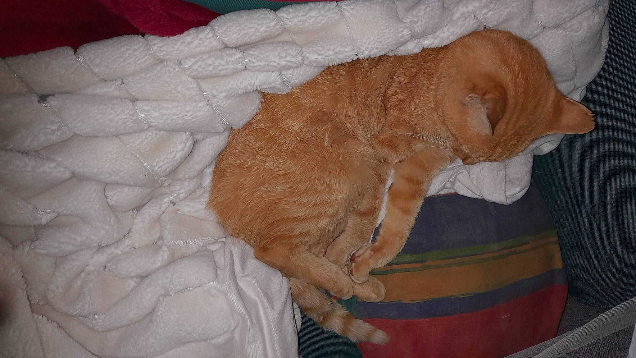 Arlequin participe au concours pour gagner de l'argent avec cette photo : brown, carnivore, cat, cat_bed, cat_supply, claw, comfort, domestic_short_haired_cat, fawn, felidae, fur, nap, paw, pet_supply, small_to_medium_sized_cats, snout, tail, whiskers, wood, wrinkle