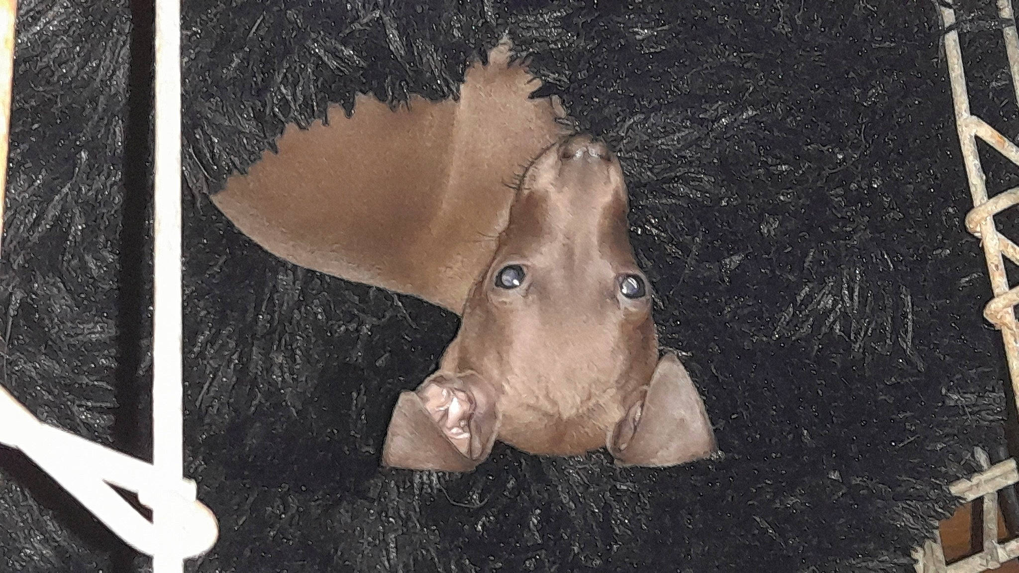 Balou Wally participe au concours pour gagner de l'argent avec cette photo : art, darkness, fawn, fish, fur, illustration, jaw, monochrome, snout, still_life_photography, tail, visual_arts, whiskers, wildlife, wood, working_animal