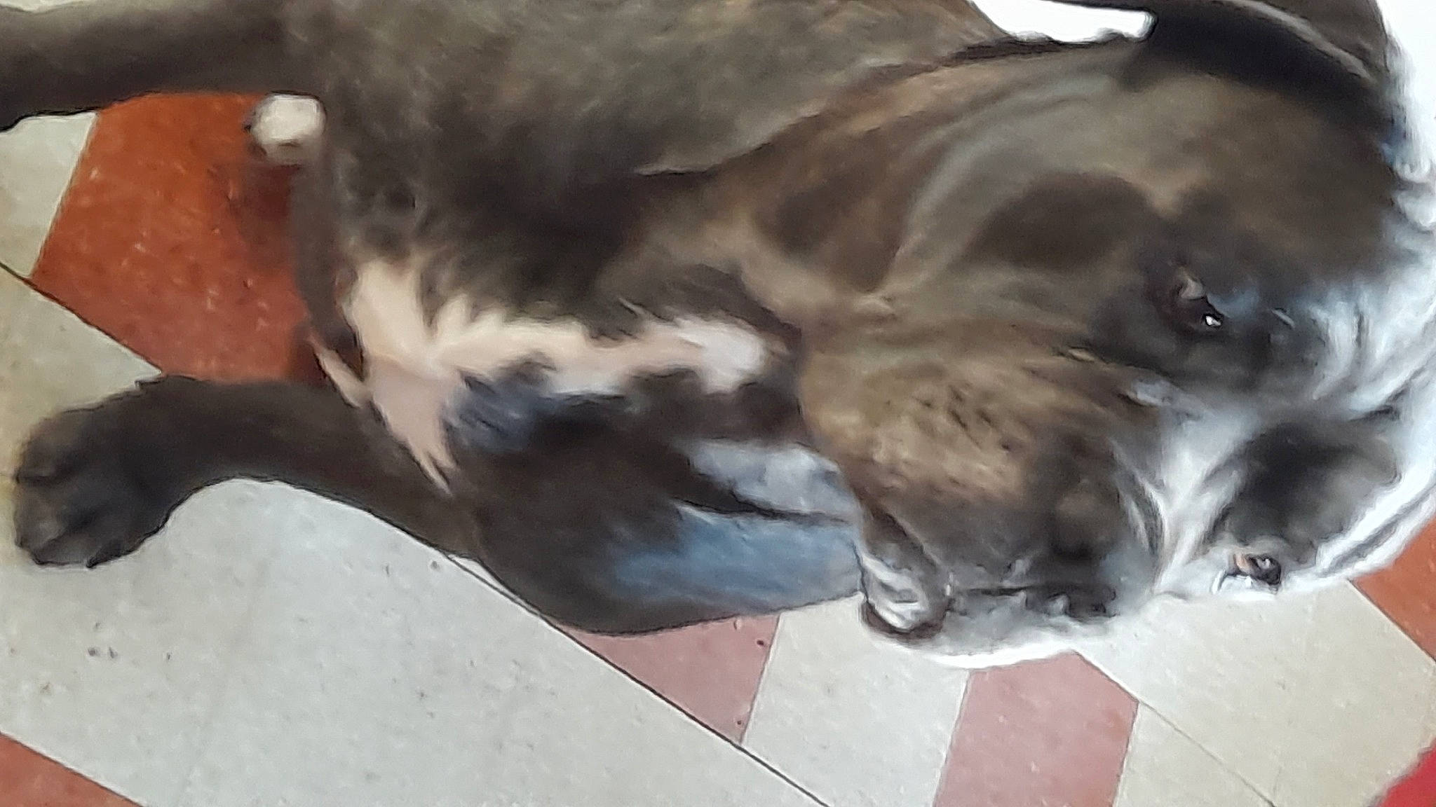 Balou participe au concours pour gagner de l'argent avec cette photo : canidae, carnivore, companion_dog, dog, dog_breed, fawn, felidae, fur, guard_dog, liver, non_sporting_group, paw, snout, sporting_group, street_dog, tail, terrestrial_animal, whiskers, wood, working_animal