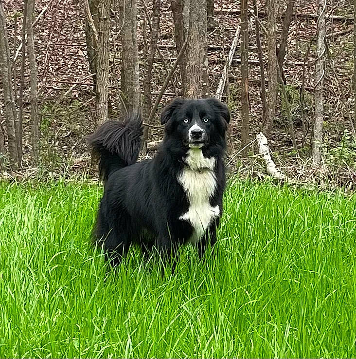Dutch joined the competition — help win amazing prizes! borador, canidae, carnivore, companion_dog, dog, dog_breed, fur, grass, groundcover, gun_dog, plant, sporting_group, terrestrial_animal, tree, working_animal, working_dog