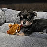 Chloe is registered to the contest to win money with this photo: puppy, dog, toy, dog_bed, plush, cute, pet, animal, small, fur, indoor, resting, cozy, brown, gray, young, playful, adorable, comfort, home