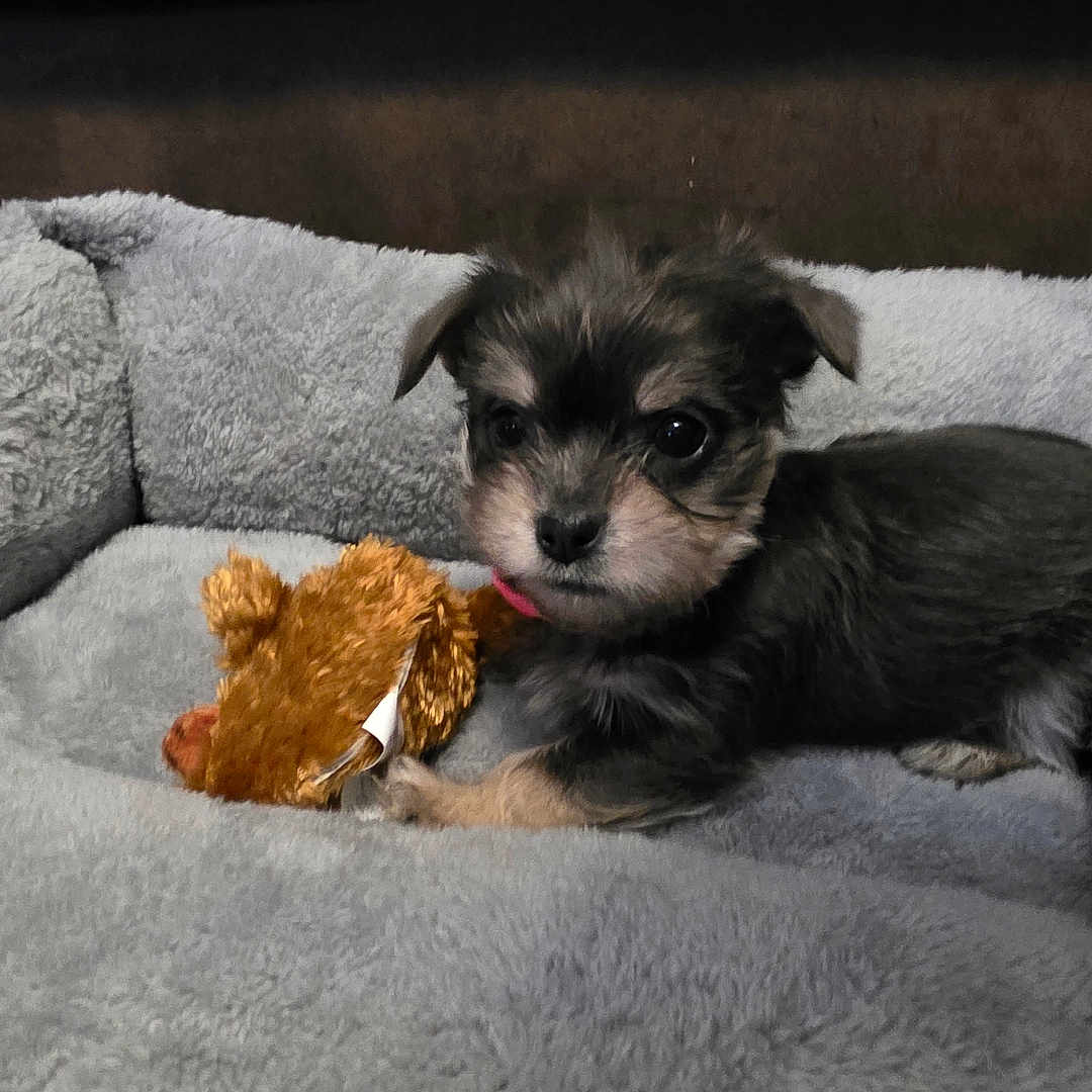 Chloe
