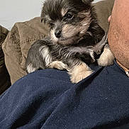 Chloe joined the competition — help win amazing prizes! puppy, dog, pet, cute, fluffy, shoulder, person, indoor, couch, furry, small, young, closeup, animal, domestic_animal, looking, casual, blue_shirt, white_text, cozy
