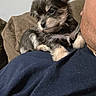 puppy, dog, pet, cute, fluffy, shoulder, person, indoor, couch, furry, small, young, closeup, animal, domestic_animal, looking, casual, blue_shirt, white_text, cozy