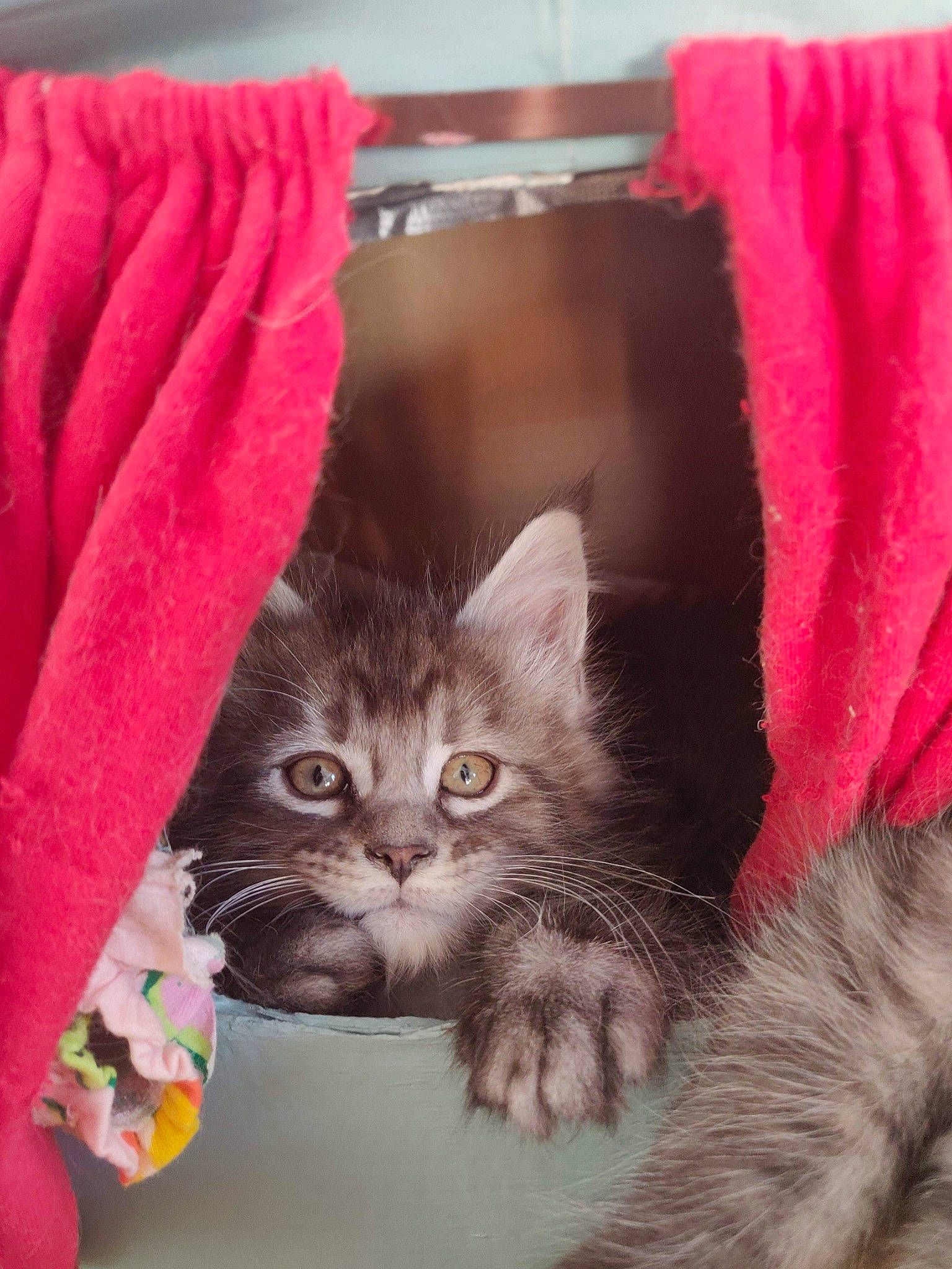 Flopi a rejoint le concours — aidez-le/la à gagner de superbes lots ! black_cat, box, carnivore, cat, cat_furniture, cat_supply, claw, comfort, domestic_short_haired_cat, fawn, felidae, fur, grey, magenta, paw, pet_supply, sitting, small_to_medium_sized_cats, tail, whiskers