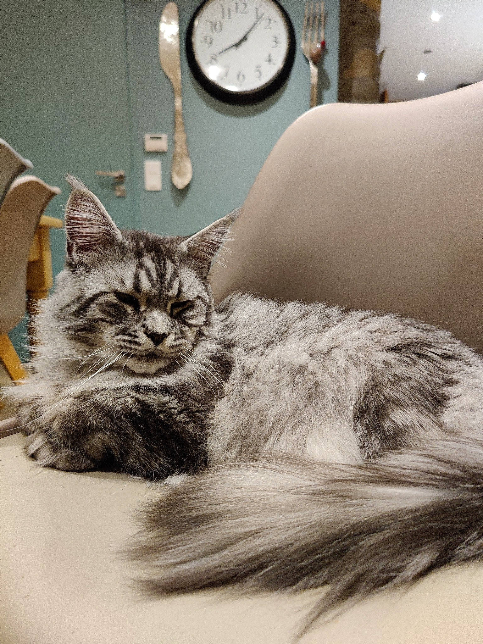 Serge a rejoint le concours — aidez-le/la à gagner de superbes lots ! carnivore, cat, claw, clock, comfort, couch, domestic_short_haired_cat, felidae, fur, grey, monochrome, monochrome_photography, plant, quartz_clock, room, sitting, small_to_medium_sized_cats, snout, whiskers, white