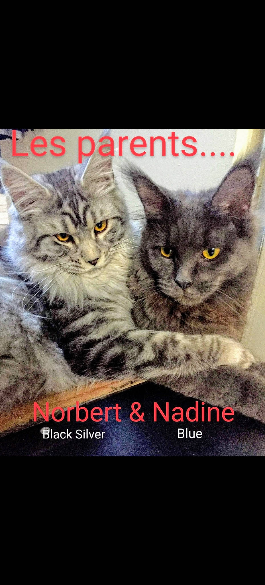 Serge a rejoint le concours — aidez-le/la à gagner de superbes lots ! carnivore, cat, event, felidae, font, fur, internet_meme, organism, paw, photo_caption, rectangle, small_to_medium_sized_cats, terrestrial_animal, whiskers, wildlife