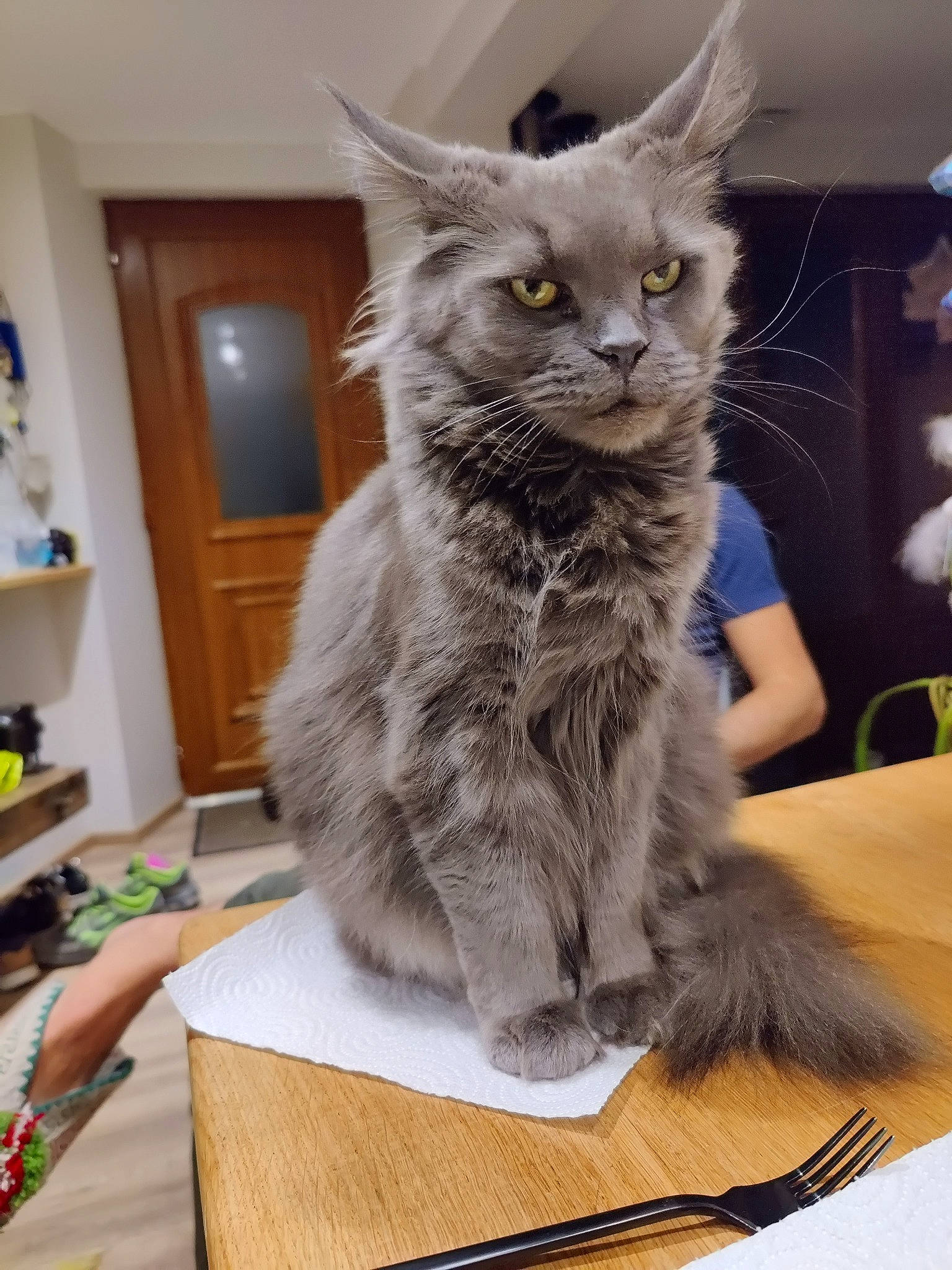 Serge a rejoint le concours — aidez-le/la à gagner de superbes lots ! art, british_longhair, carnivore, cat, claw, comfort, domestic_short_haired_cat, felidae, flooring, fur, grey, hardwood, paw, sitting, small_to_medium_sized_cats, snout, table, tail, whiskers, wood