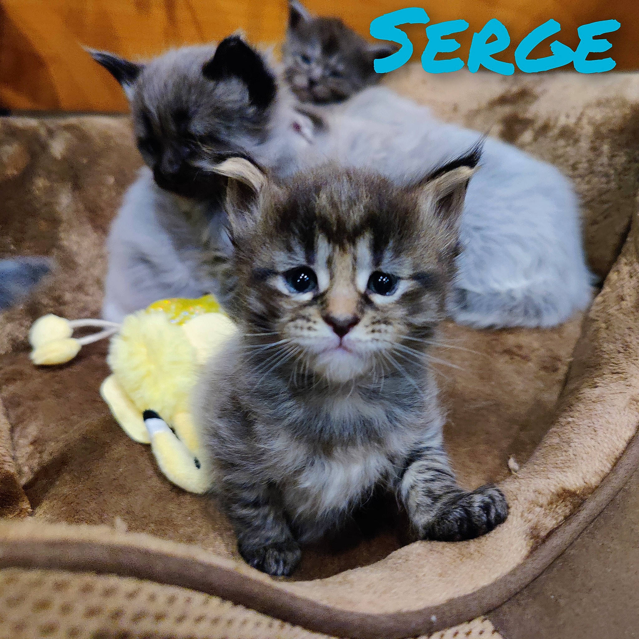 Serge a rejoint le concours — aidez-le/la à gagner de superbes lots ! carnivore, cat, cat_supply, cat_toy, comfort, domestic_short_haired_cat, felidae, fur, grey, internet_meme, mammal, paw, pet_supply, photo_caption, sitting, small_to_medium_sized_cats, snout, tail, vertebrate, whiskers