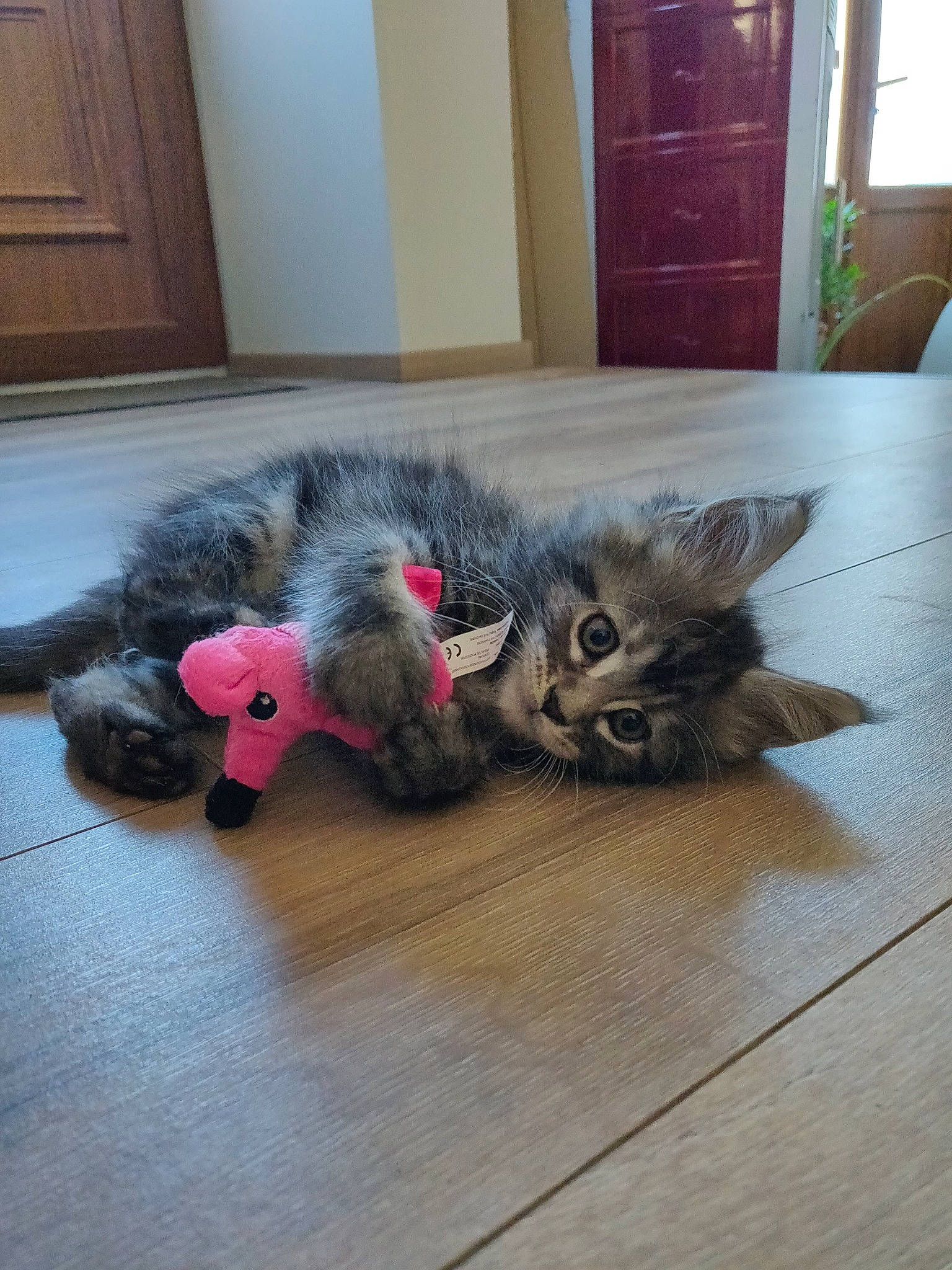 Rosette a rejoint le concours — aidez-le/la à gagner de superbes lots ! cabinetry, carnivore, cat, cat_toy, comfort, domestic_short_haired_cat, door, fawn, felidae, floor, flooring, fur, grey, hardwood, paw, small_to_medium_sized_cats, snout, tail, whiskers, wood