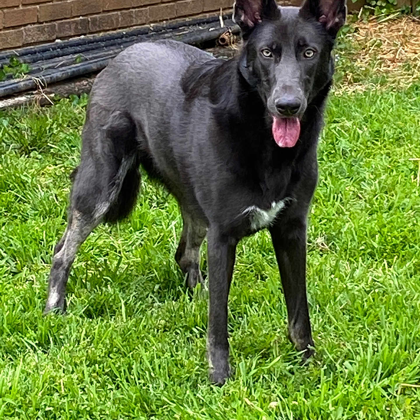 Willow is registered to the contest to win money with this photo: alert, animal, backyard, black_dog, brick_wall, canine, dog, domestic_animal, ears, friendly, fur, grass, greenery, mammal, nature, outdoor, pet, standing, tongue, yard