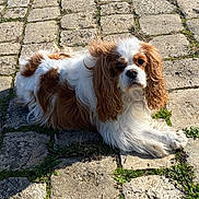 Melba participe au concours pour gagner de l'argent avec cette photo : dog, cavalier_king_charles_spaniel, pet, animal, outdoor, sunlight, cobblestone, grass, relaxed, lying_down, fur, brown_and_white, cute, companion, nature, daylight, mammal, portrait, canine, friendly