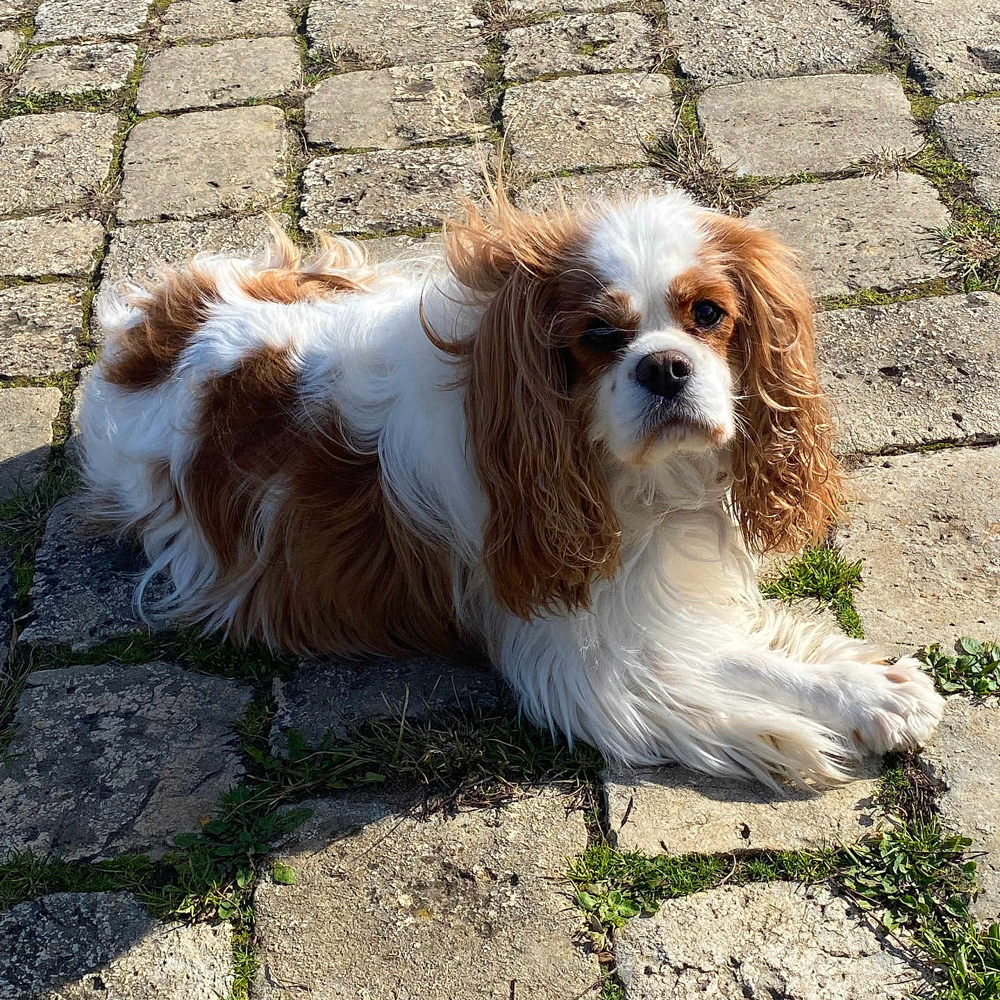 Melba participe au concours pour gagner de l'argent avec cette photo : animal, brown_and_white, canine, cavalier_king_charles_spaniel, cobblestone, companion, cute, daylight, dog, friendly, fur, grass, lying_down, mammal, nature, outdoor, pet, portrait, relaxed, sunlight