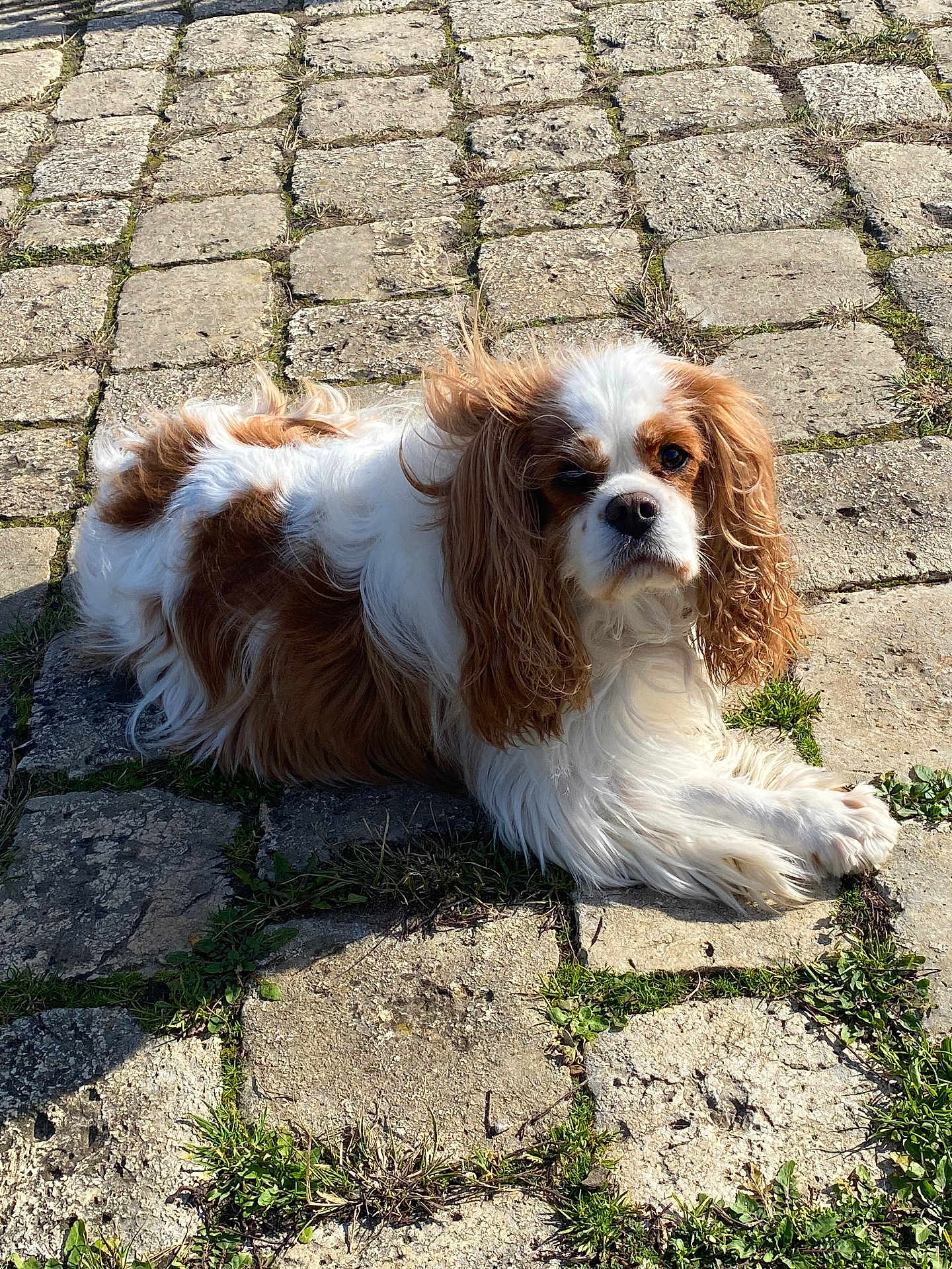 Melba participe au concours pour gagner de l'argent avec cette photo : dog, cavalier_king_charles_spaniel, pet, animal, outdoor, sunlight, cobblestone, grass, relaxed, lying_down, fur, brown_and_white, cute, companion, nature, daylight, mammal, portrait, canine, friendly
