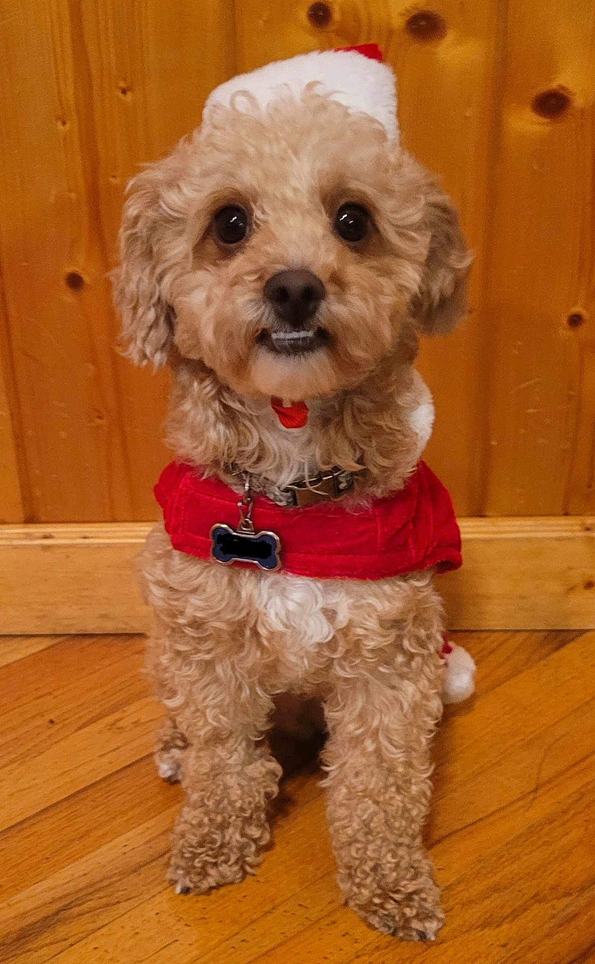 Brownie joined the competition — help win amazing prizes! dog, curly_fur, small_dog, santa_hat, red_clothing, wooden_floor, wooden_wall, pet, indoor, cute, festive, holiday, christmas, canine, fur, sitting, animal, companion, adorable, portrait