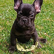 Winston Charcoal joined the competition — help win amazing prizes! animal, black_dog, canine, close_up, cute, daylight, dog, ears, french_bulldog, fur, grass, leaf, looking, nature, outdoor, pet, puppy, sitting, small_dog, young