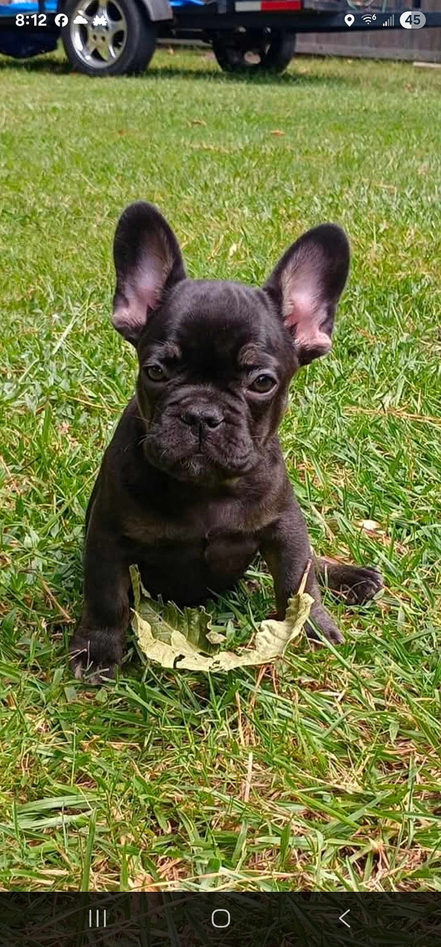 Winston Charcoal joined the competition — help win amazing prizes! animal, black_dog, canine, close_up, cute, daylight, dog, ears, french_bulldog, fur, grass, leaf, looking, nature, outdoor, pet, puppy, sitting, small_dog, young
