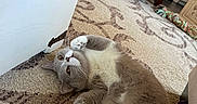Romeo is registered to the contest to win money with this photo: cat, gray_cat, white_cat, pet, feline, lying_down, belly_up, paws, whiskers, blue_eyes, indoor, carpet, rug, bedroom, bed, furniture, toy, cozy, portrait, relaxed