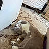 cat, gray_cat, white_cat, pet, feline, lying_down, belly_up, paws, whiskers, blue_eyes, indoor, carpet, rug, bedroom, bed, furniture, toy, cozy, portrait, relaxed