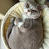 Romeo joined the competition — help win amazing prizes! cat, gray_cat, white_cat, pet, animal, furry, whiskers, amber_eyes, ears, paws, tail, sleeping_bed, plush_bed, cozy, indoors, portrait, close_up, relaxed, fluffy, home