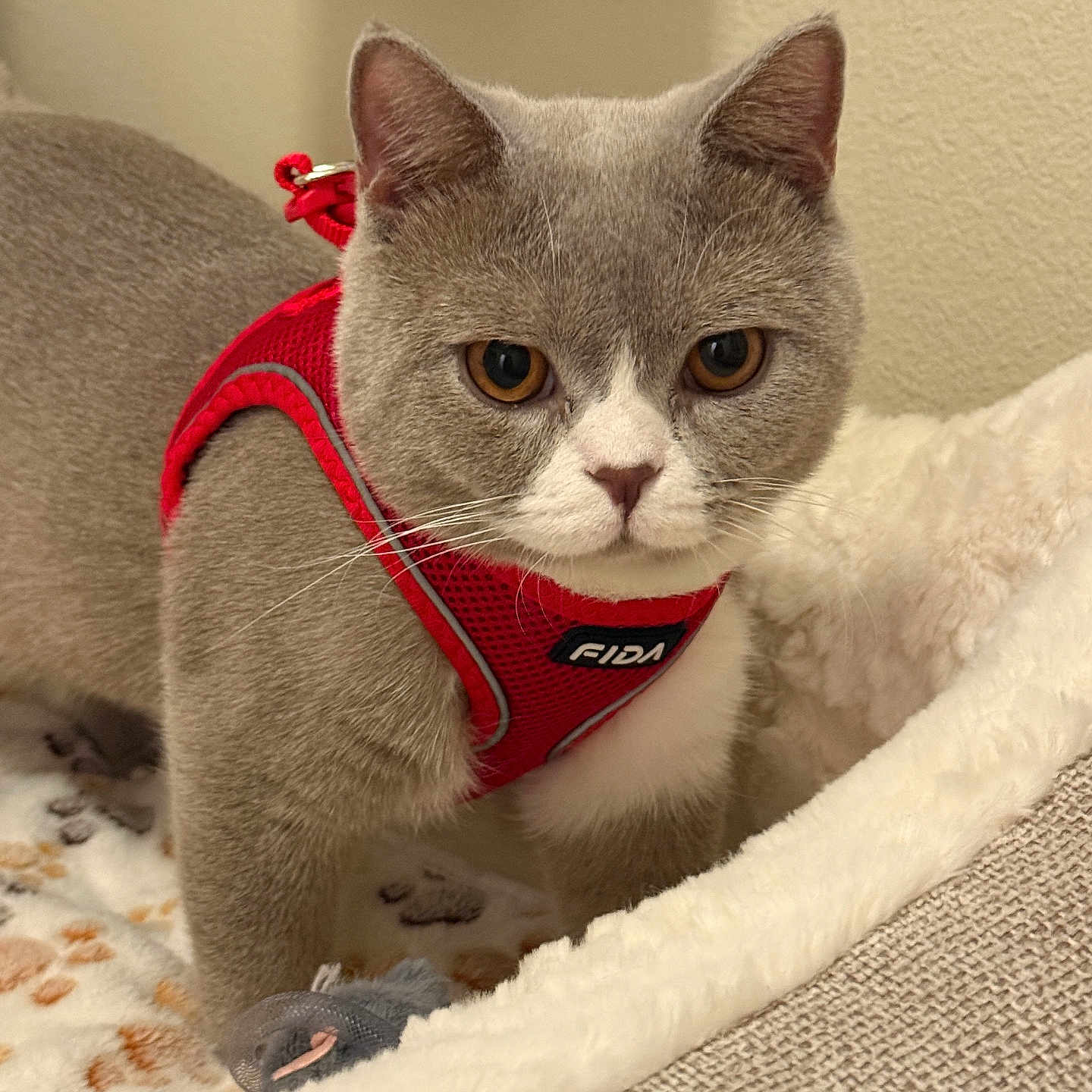 Romeo is registered to the contest to win money with this photo: cat, gray_cat, white_markings, harness, red_harness, pet, animal, feline, indoors, cozy, blanket, couch, sitting, portrait, close_up, looking_at_camera, amber_eyes, whiskers, ears, home